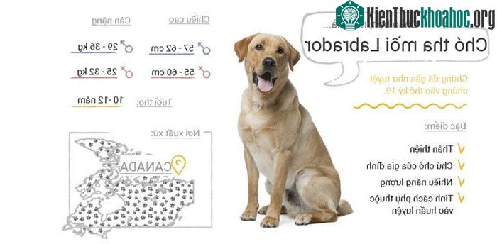 Chó tha mồi Labrador