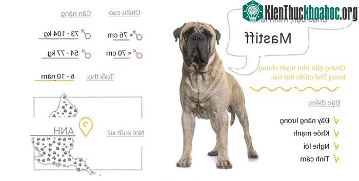 Chó Mastiff