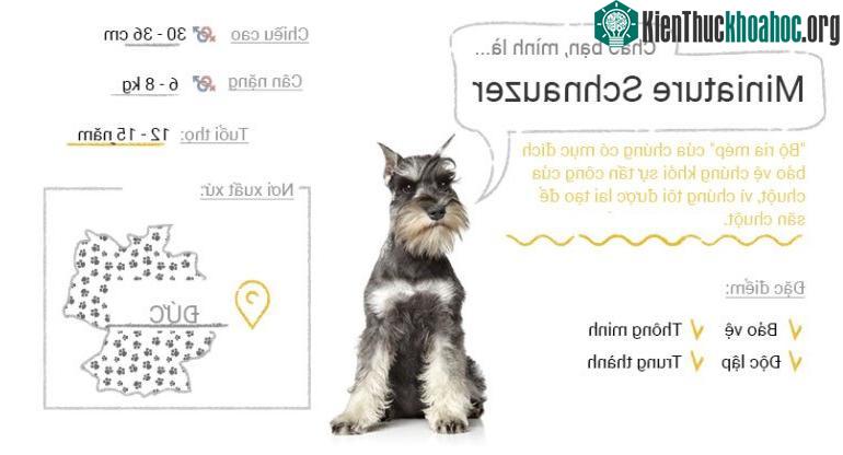 Chó Miniature Schnauzer