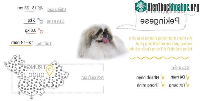 Chó Pekingese