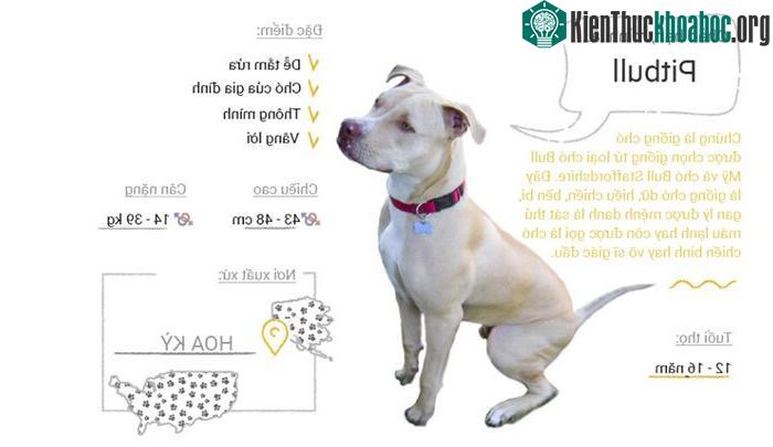 Chó Pitbull