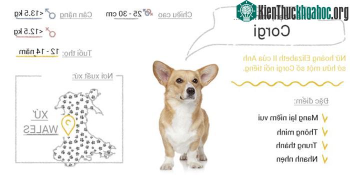Chó Corgi
