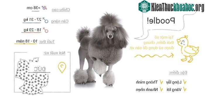 Chó Poodle