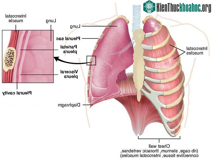 Các cơ của phổi