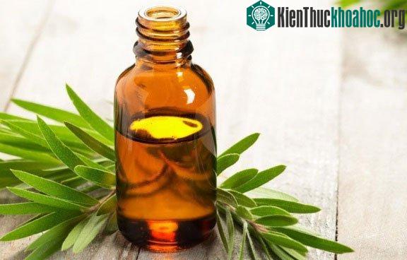 Khử trùng bằng tinh dầu tràm
