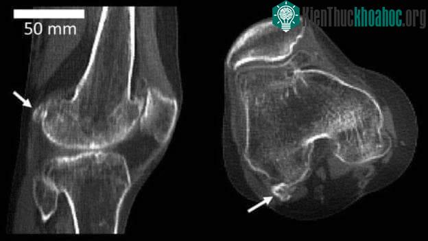 Quá trình tiến hóa vẫn diễn ra một cách liên tục mà chúng ta rất khó phát hiện bằng mắt thường.