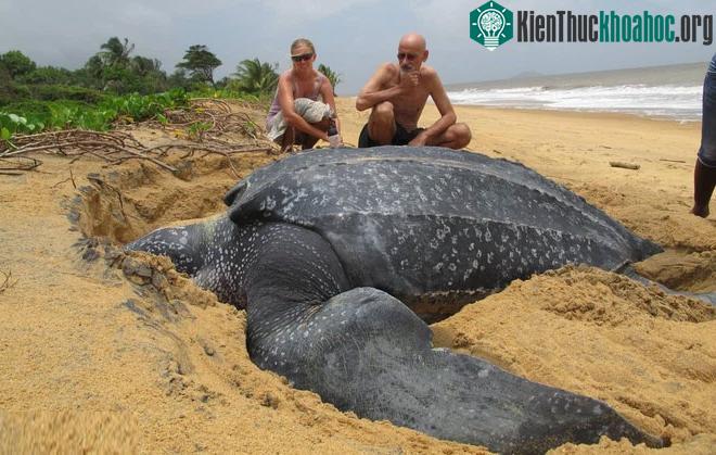 Rùa luýt là loài duy nhất còn sống trong chi Dermochelys.