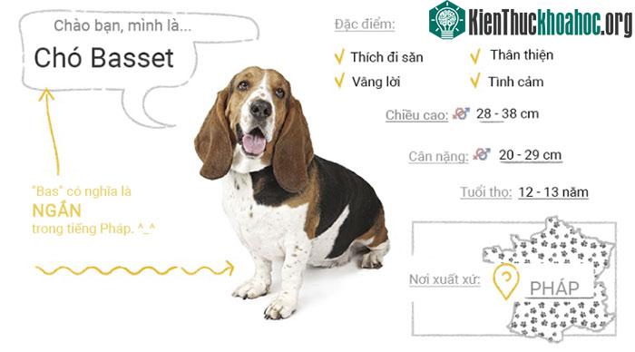 Chó Basset