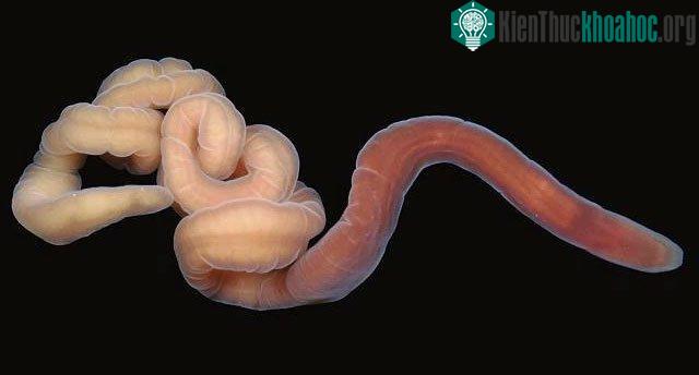 Giun Lineus sanguineus là loài có khả năng tái sinh mạnh mẽ nhất.