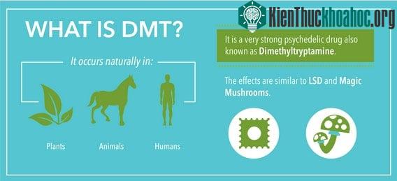 DMT trong thế giới tự nhiên.