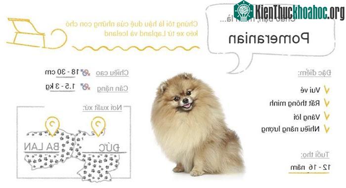 Chó Pomeranian