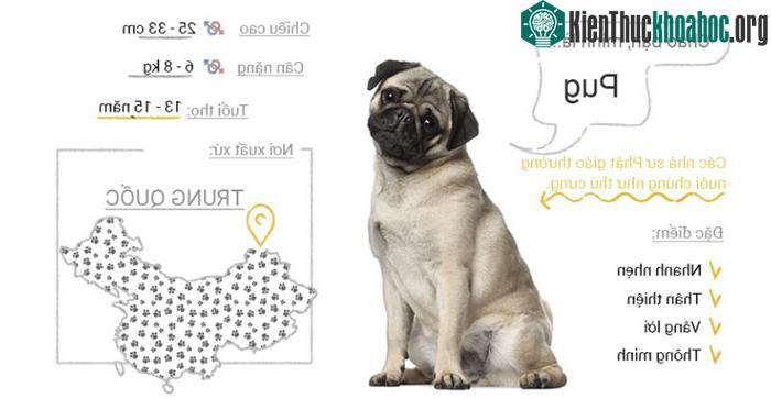 Chó Pug