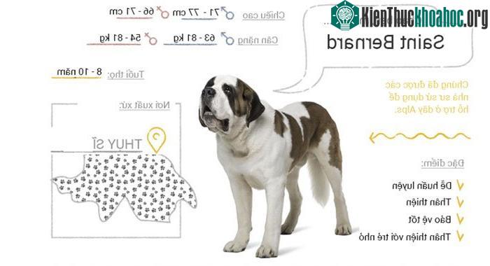 Chó Saint Bernard