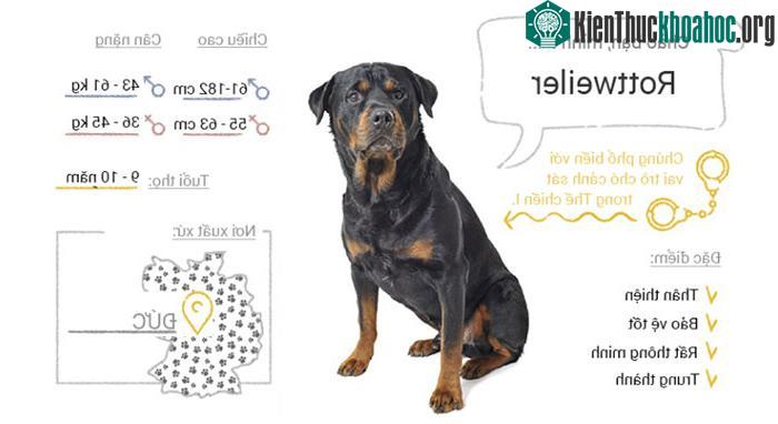 Chó Rottweiler