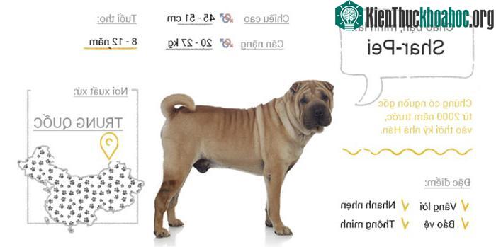 Chó Shar Pei