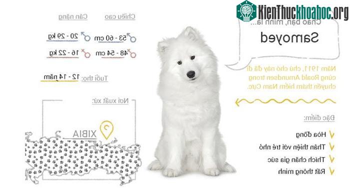 Chó Samoyed