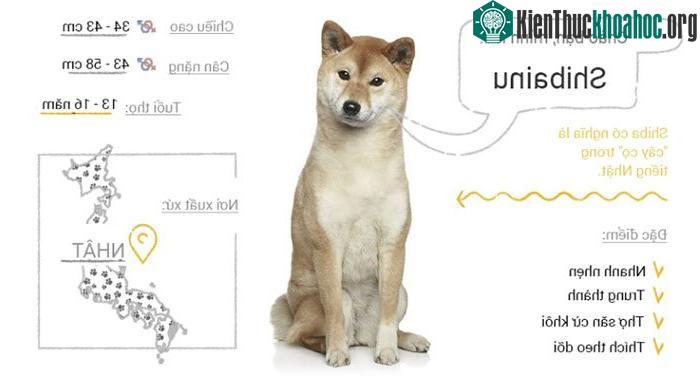 Chó Shibainu