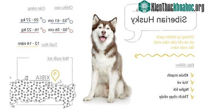 Chó Siberian Husky