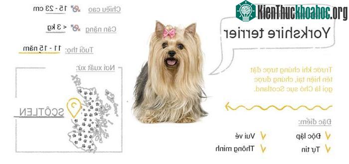 Chó Yorkshire Terrier
