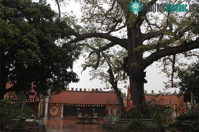 Cây Gạo 736 năm tuổi