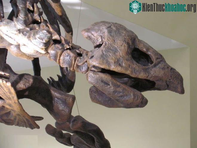 Rùa khổng lồ Archelon được bao phủ bởi lớp da cứng thay vì mai cứng như rùa cạn.