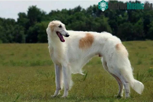 Chó Borzoi
