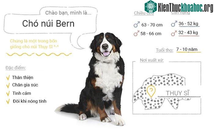 Chó núi Bern