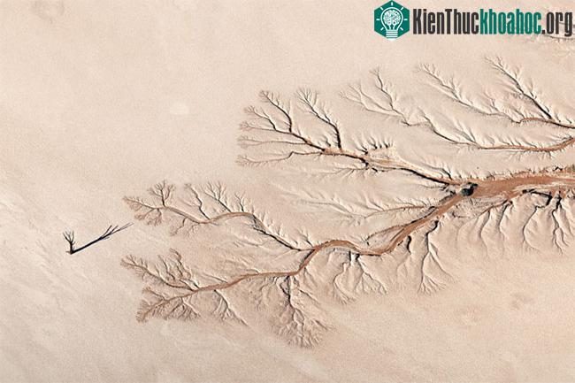 Bức ảnh phong cảnh tối giản của Jay Roode có tựa đề Tree of Life