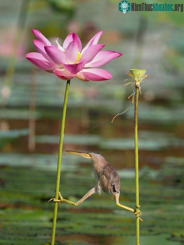 Phì cười với hình ảnh một chú cò lửa giống như đang tập Yoga thay vì mải săn mồi