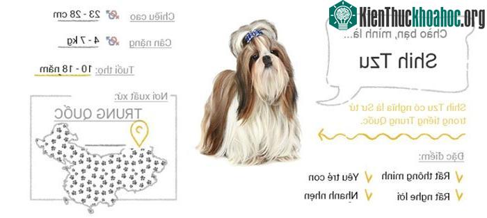 Chó Shih Tzu