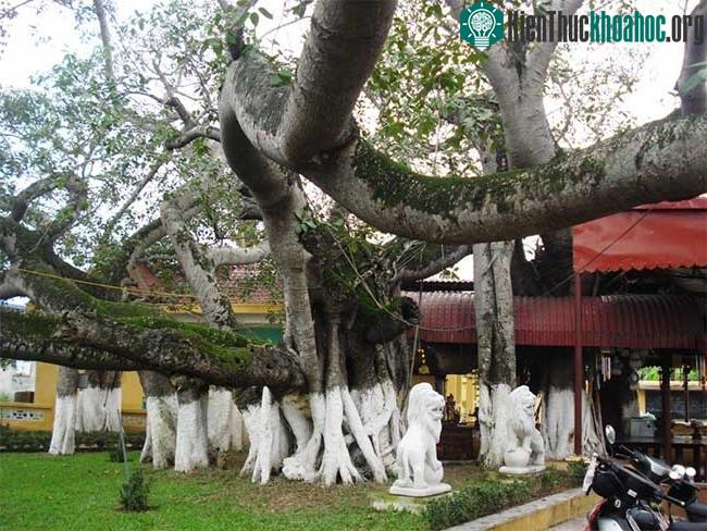 Cây đa 13 gốc 304 năm tuổi