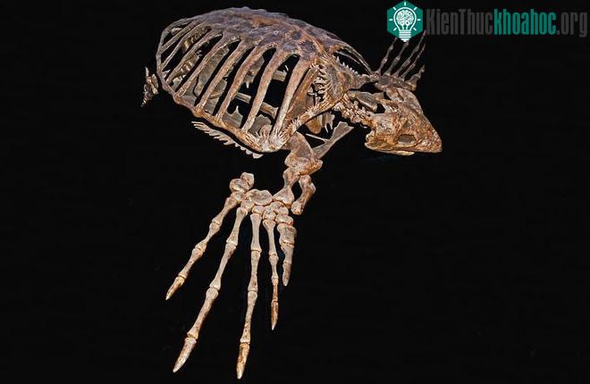 Rùa biển Archelon sống trong kỷ Phấn trắng muộn cách đây 80 triệu đến 74 triệu năm.