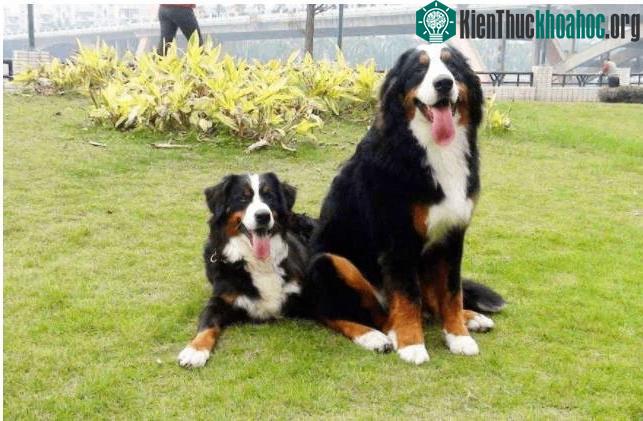 Top 9 loài chó có tuổi thọ thấp nhất thế giới: Đừng nuôi vì bạn sẽ buồn khi chúng rời xa! ảnh 5