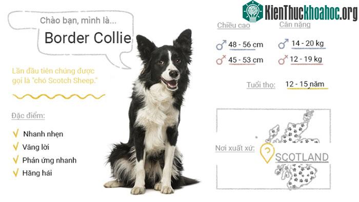 Chó Border Collie