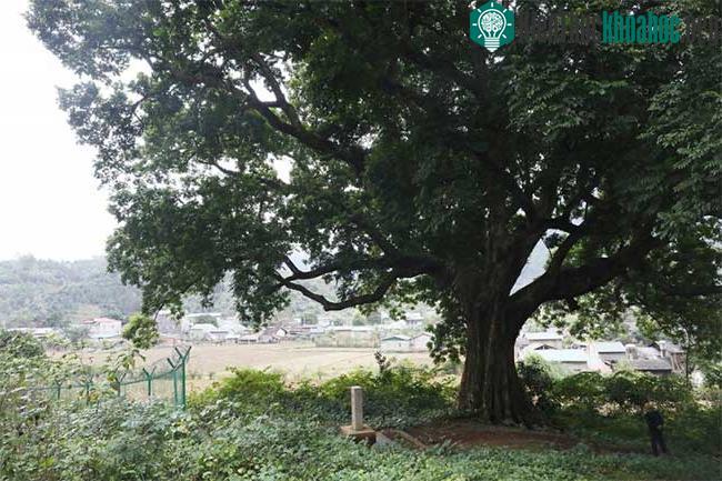 Cây sấu 304 năm tuổi