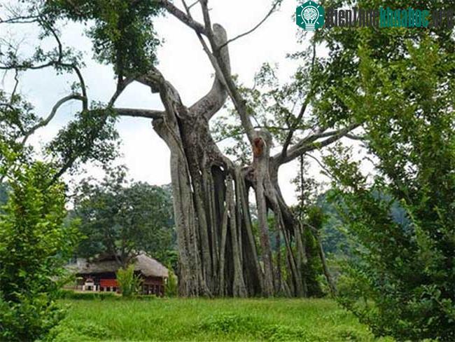 Cây đa Tân Trào khoảng 300 năm tuổi