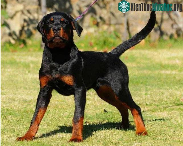 Top 9 loài chó có tuổi thọ thấp nhất thế giới: Đừng nuôi vì bạn sẽ buồn khi chúng rời xa! ảnh 7