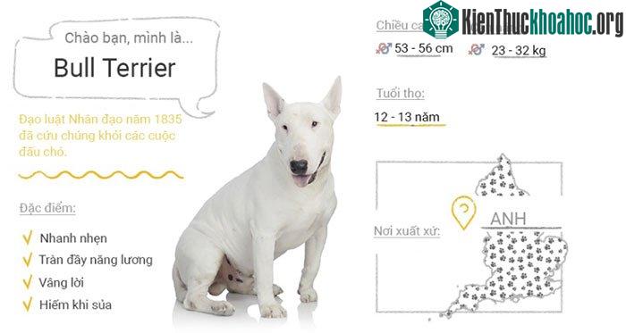 Chó Bull Terrier
