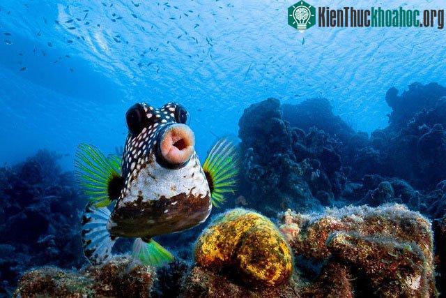 Cá hộp (boxfish) với đôi môi căng mọng dường như chẳng hề sợ hãi chút nào trước ống kính