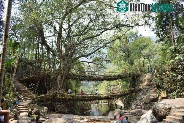 Những cây cầu được làm hoàn toàn từ rễ cây
