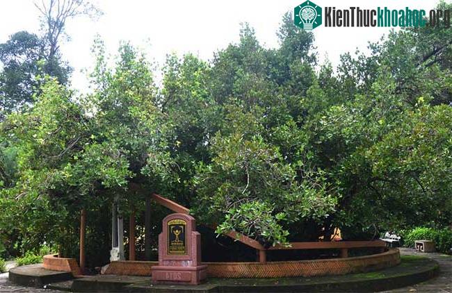 Cây bạch mai hơn 300 năm tuổi