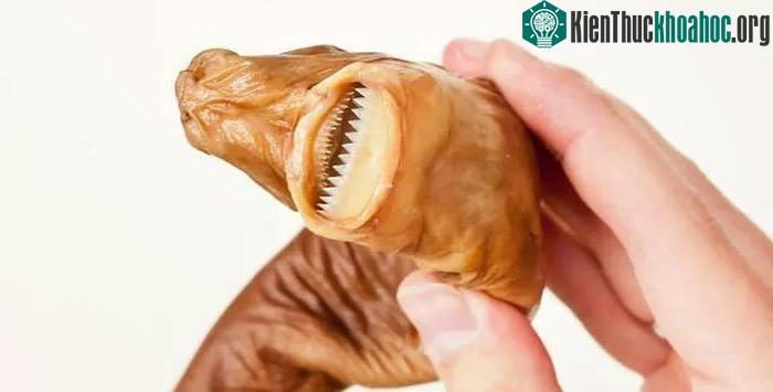 Đôi khi, chúng còn gây mù đường khiến các con tàu bị hư hại nặng