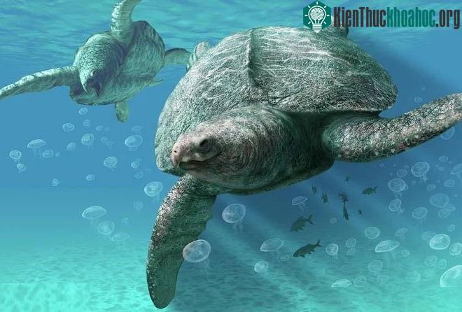 Archelon biến mất cách đây 74 triệu năm