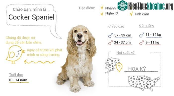 Chó Cocker Spaniel
