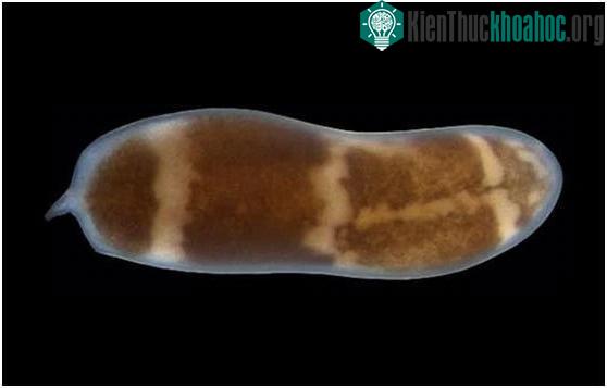 Gene EGR có liên quan mật thiết đến khả năng tự phục hồi của giun.