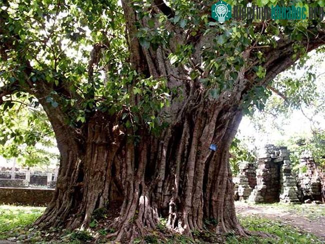 Cây bồ đề Yang Lành khoảng 132 năm tuổi