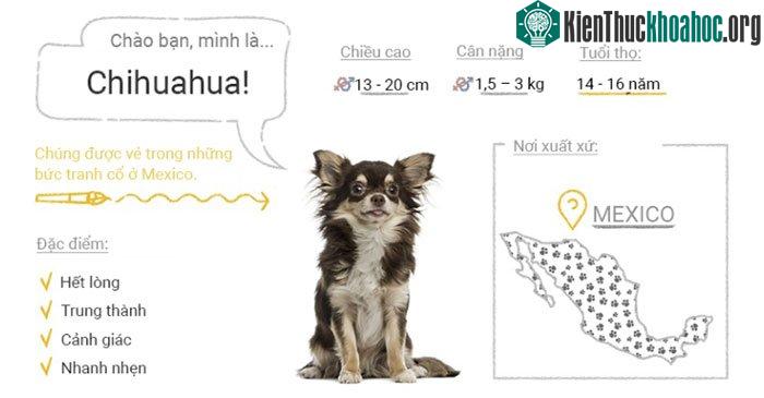 Chó Chihuahua