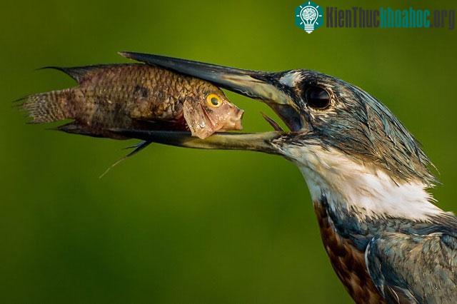 Biểu lộ của con cá trông như hết sức kinh ngạc khi bị mắc kẹt vào mỏ của một chú chim
