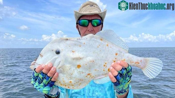 Cá dìa vàng sống ở vịnh Tampa, bang Florida, Mỹ.