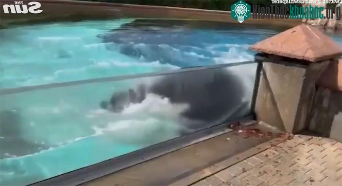 Hành vi của Kiska là hậu quả của việc nuôi nhốt trong môi trường nhân tạo suốt 4 thập kỷ.